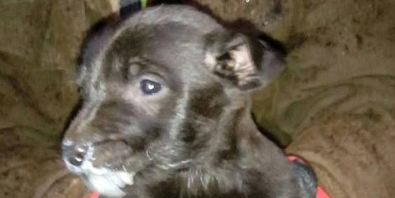 Maluchy do adopcji. Mieszkają w komórce