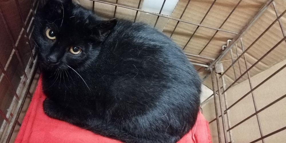 Czarnuszek do adopcji