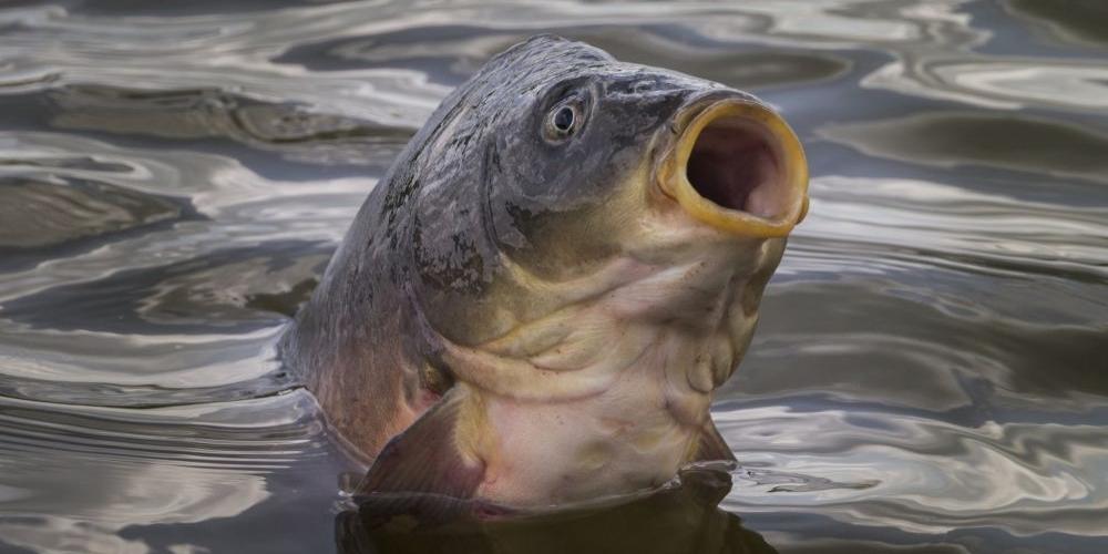 Karp drogi jak łosoś?