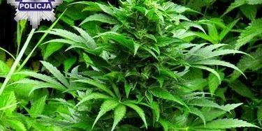 Narkotykowa plantacja