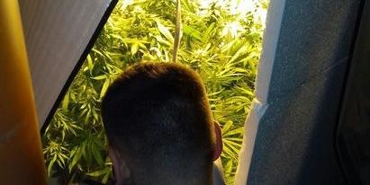 Plantator z gminy Trzebieszów
