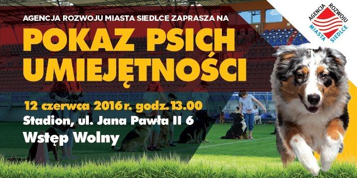 Pokaz psich umiejętności