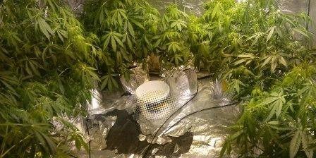 Plantacja marihuany w Wildze