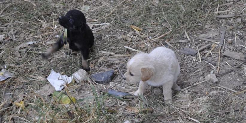 Sunia i 5 szczeniaków do adopcji