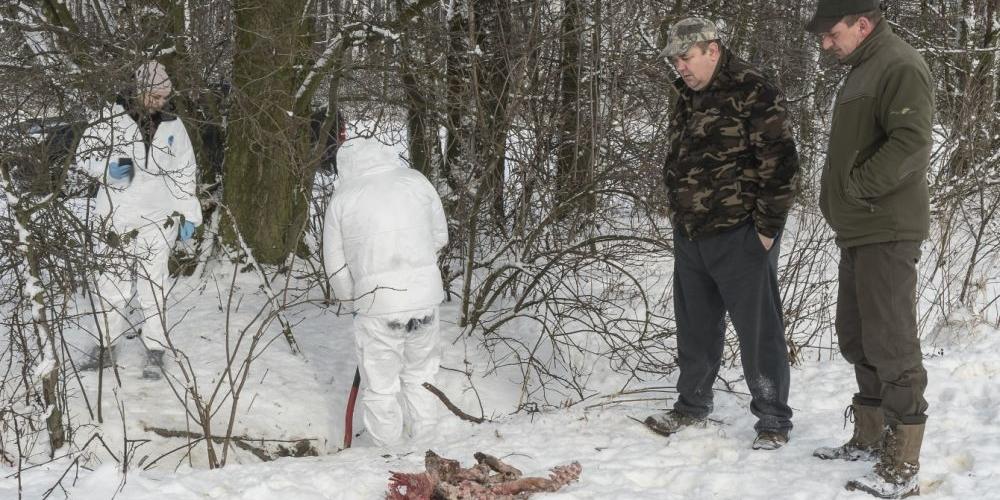 Cztery martwe świnie