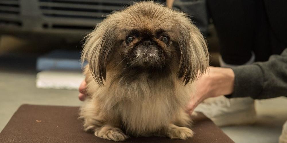 Znaleziono pekińczyka, znaleziono shih tzu