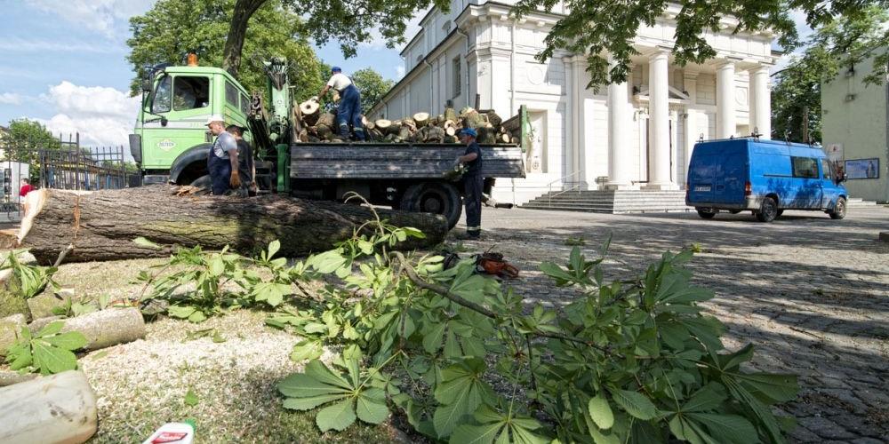 Spróchniałe drzewa nie stanowią już zagrożenia