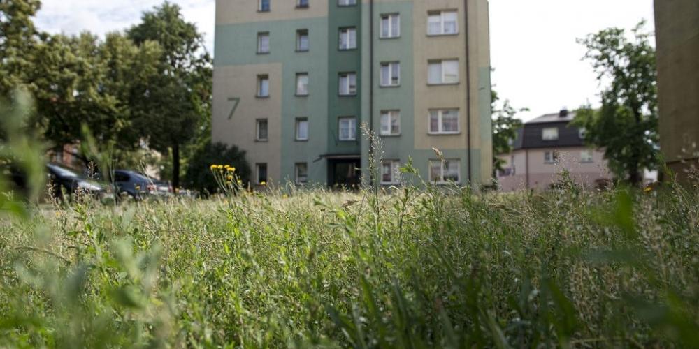 Co w trawie piszczy?
