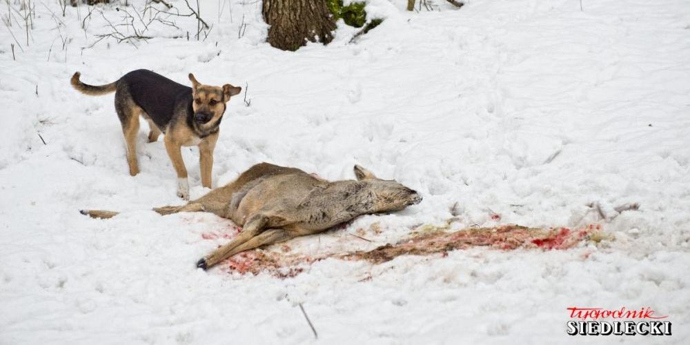 Miały być szczenięta, znaleziono sarnę