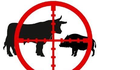 Myślał, że to dzik?