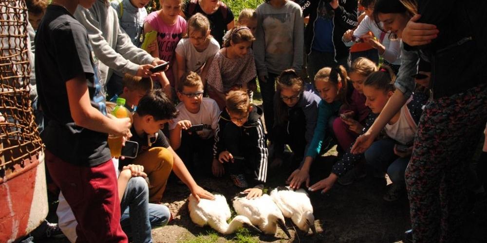 Trwa obrączkowanie bocianów