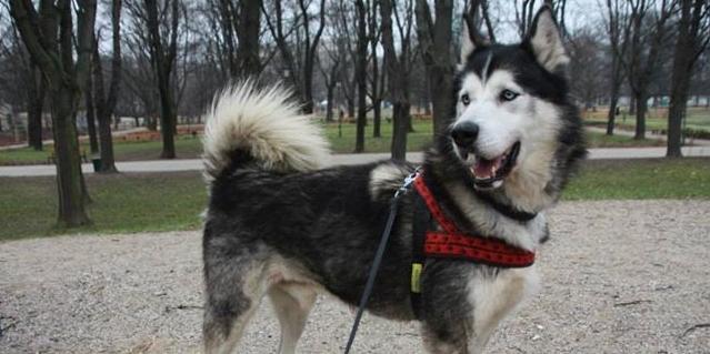 Husky do oddania