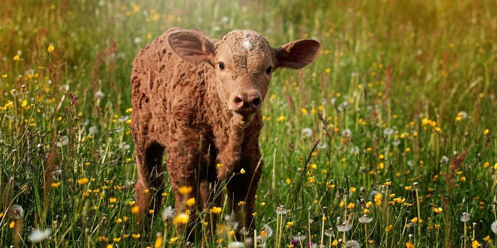Dla producentów mleka i hodowców świń...Są pieniądze do wzięcia