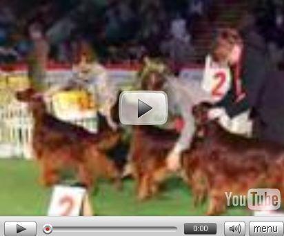 Wystawa Czempionów LESZNO 2008 (wideo)
