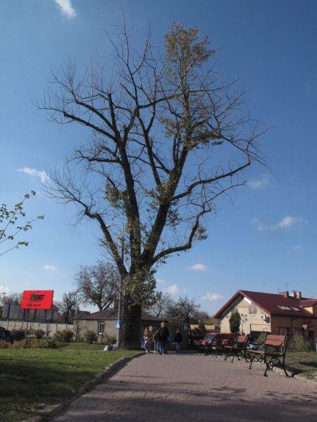Nasze suche drzewa