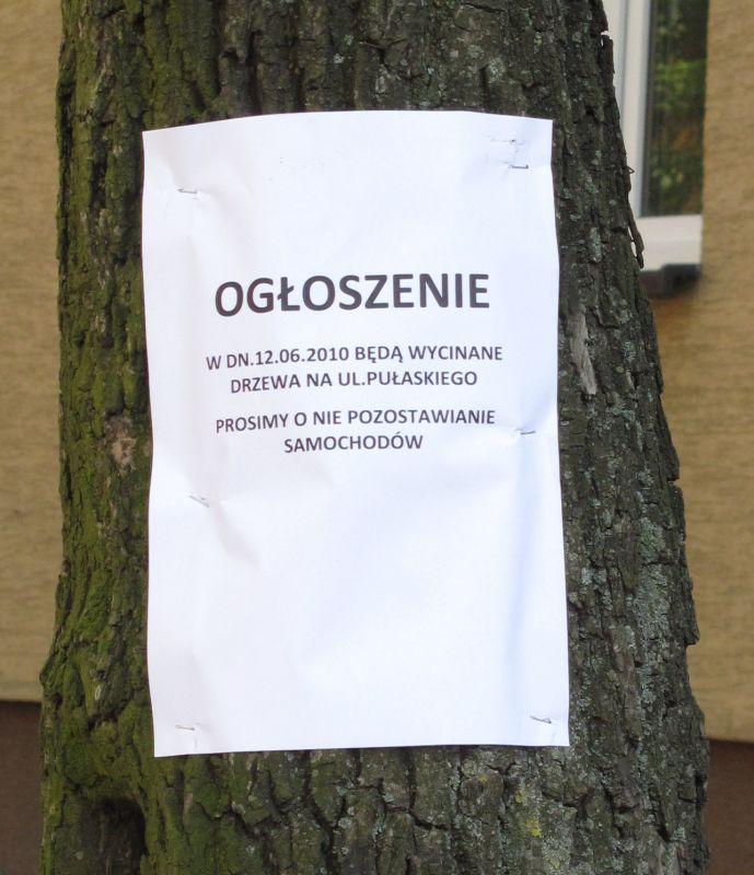 13 jesionów z ul. Pułaskiego (galeria)