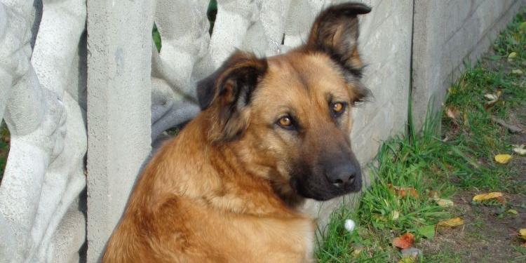 Suczka i kotka do adopcji