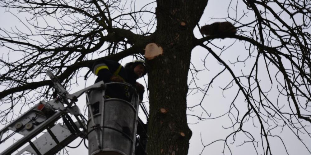 Strażacy uratowali kotkę