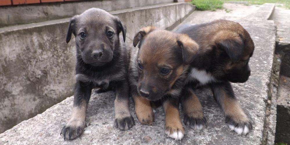 UWAGA!  SZCZENIĘTA DO ADOPCJI!
