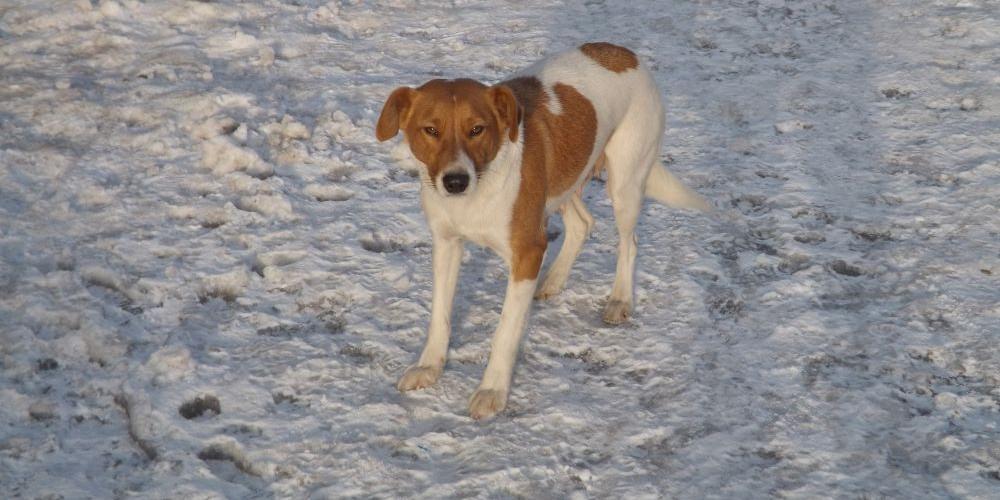 Sunia szuka domu