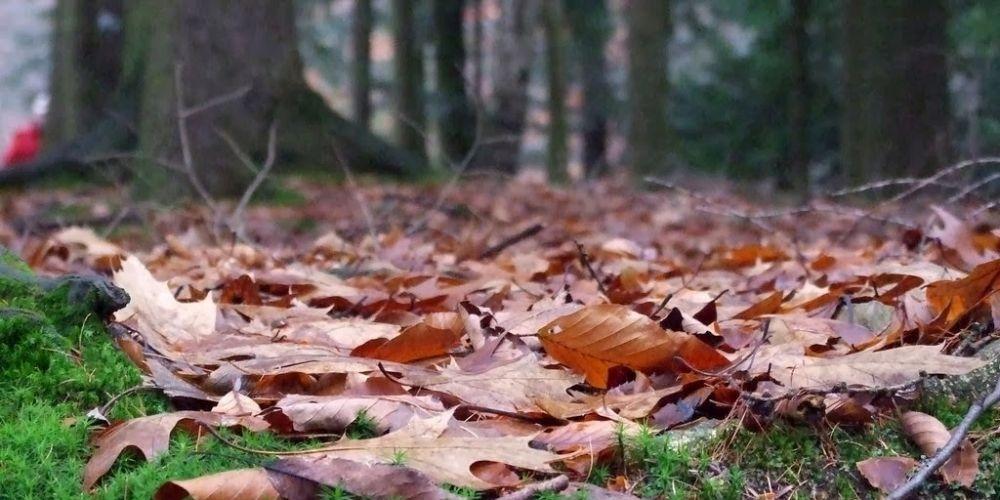 Sprzątanie lasku przy zalewie