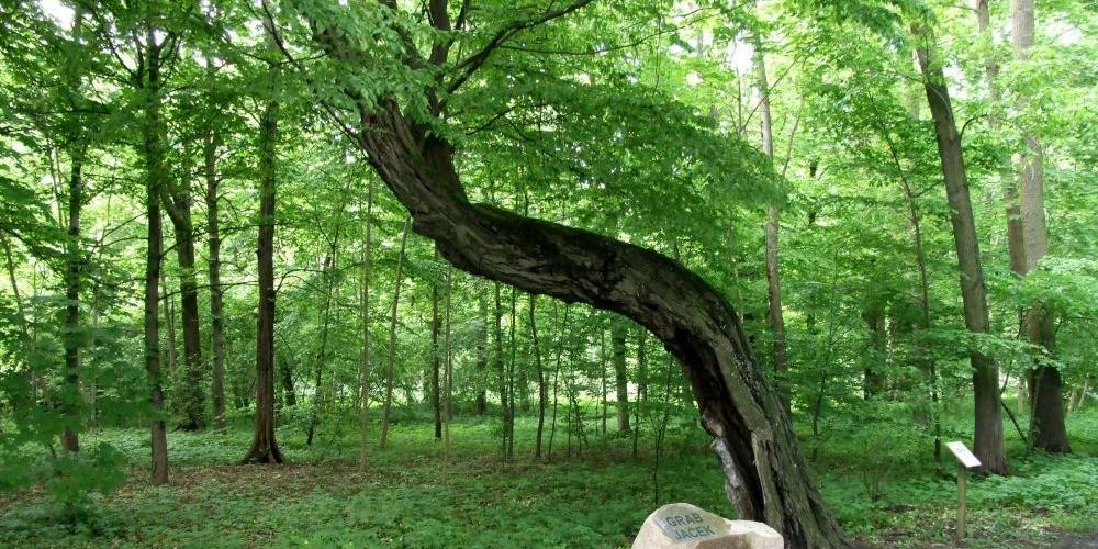 Zagłosuj na Jacka!