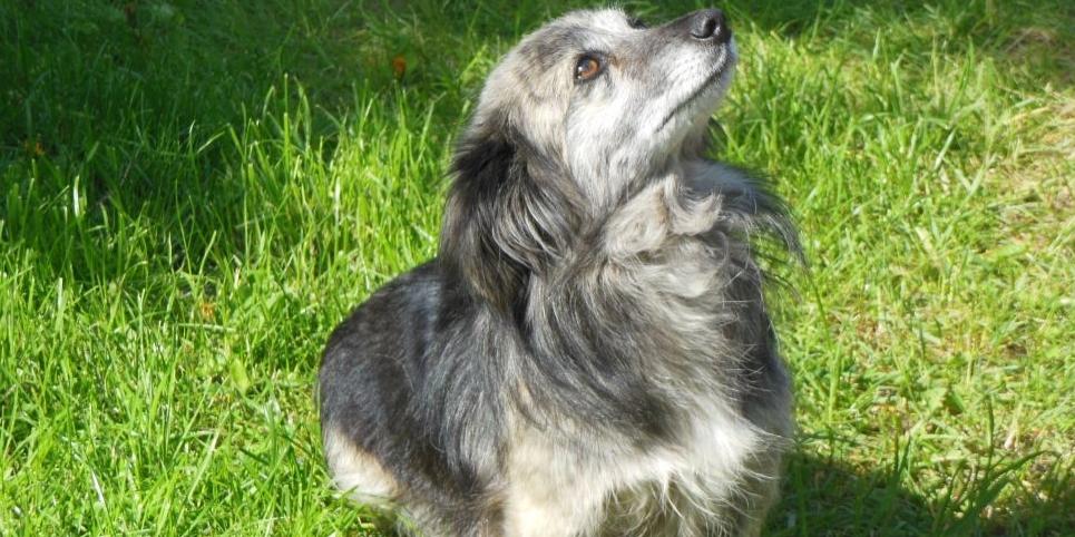 Suczka do adopcji