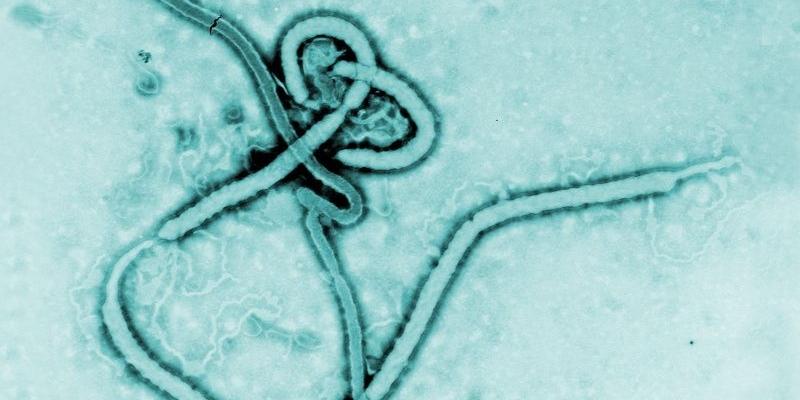 O wirusie Ebola