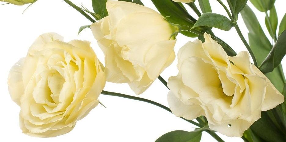 Eustoma – ciekawy i oryginalny kwiat