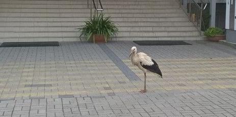 Bociek czeka na pomoc (nowe fakty)