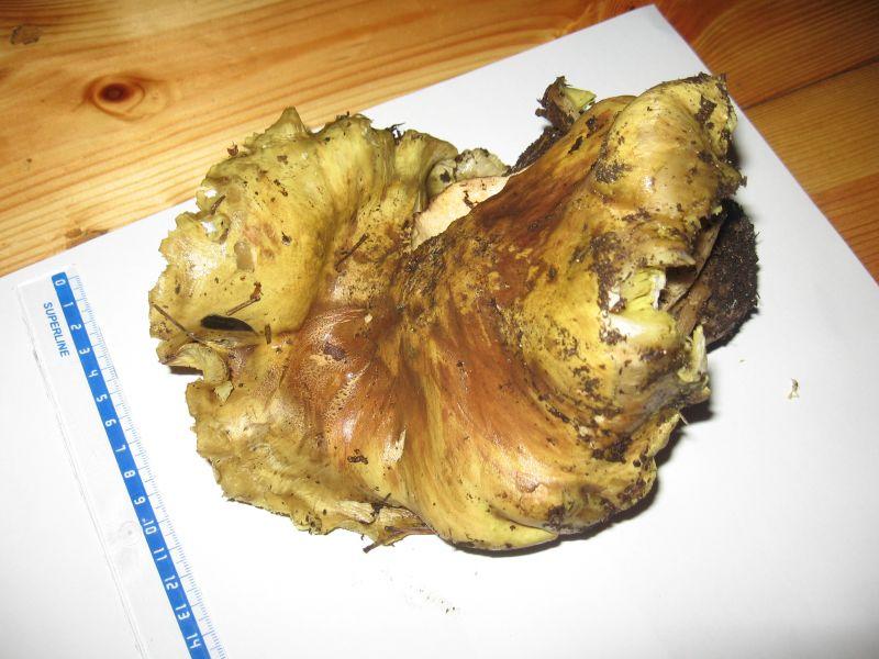 Gąska zielonka
