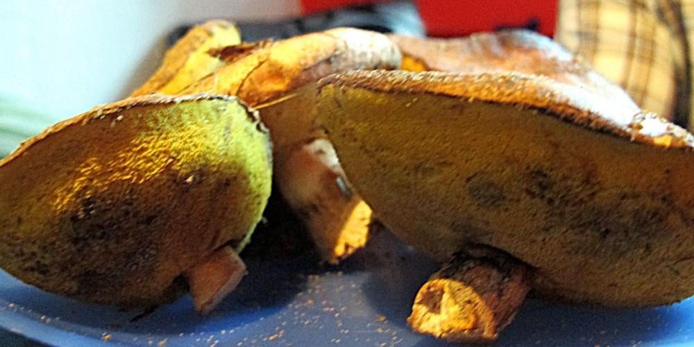 Skarby z kwietniowego grzybobrania