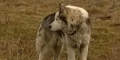 Błąka się husky