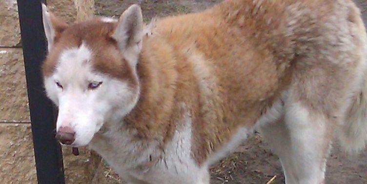 Husky szuka domu