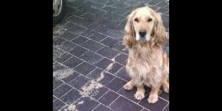 Znaleziony spaniel