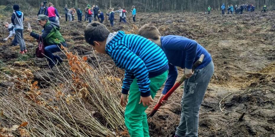 Drzewa to płuca naszego kraju