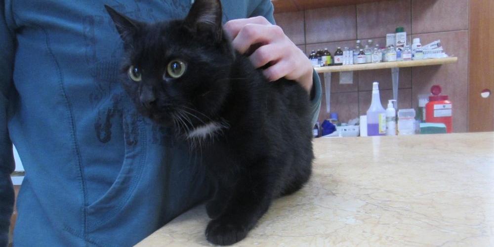 Kot do adopcji