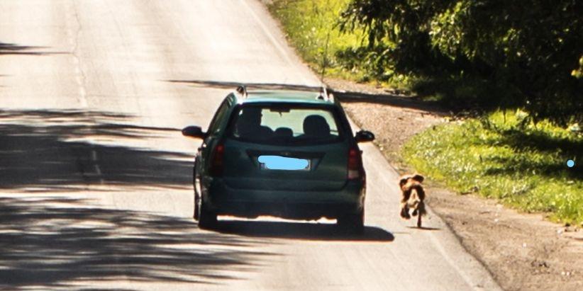 Internauci szukają psa i kierowcy (nowe fakty)