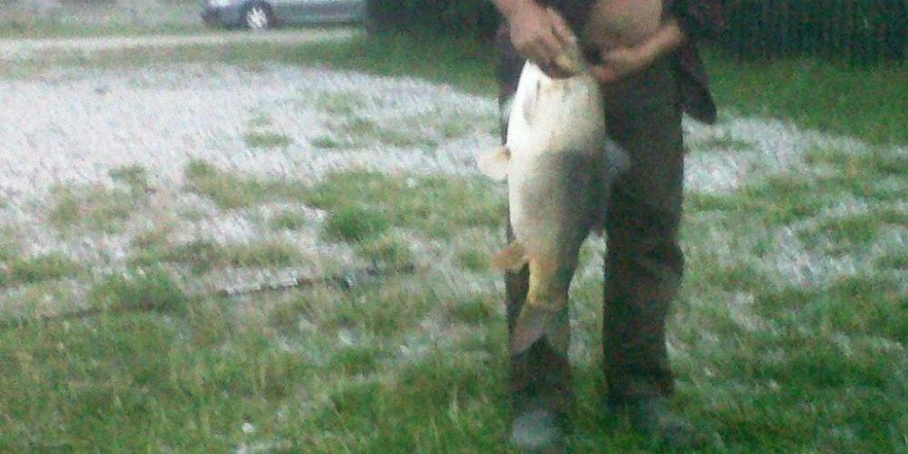 Karp z Paczusk