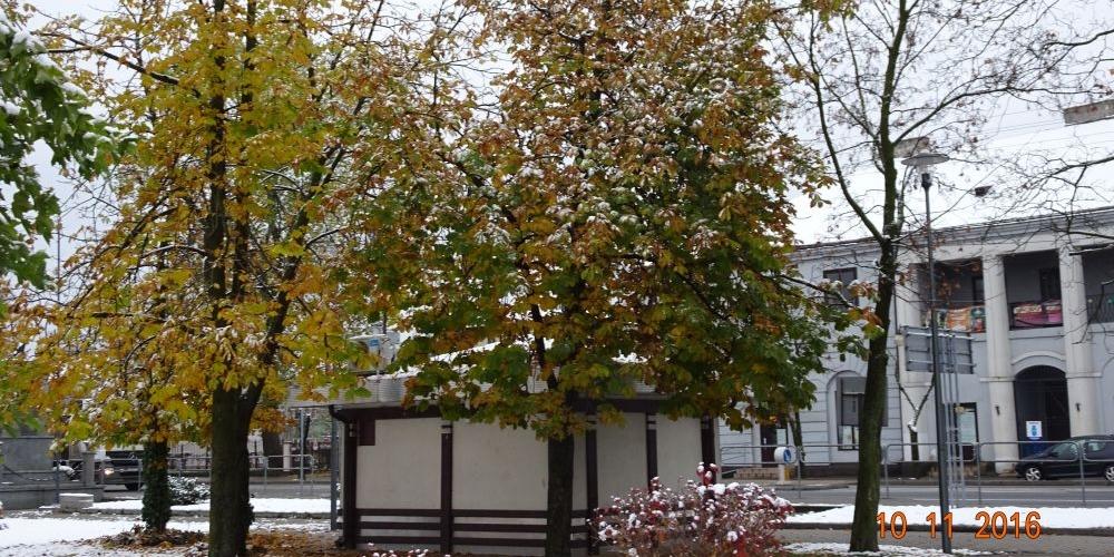 Patriotyczne kałuszyńskie kasztanowce