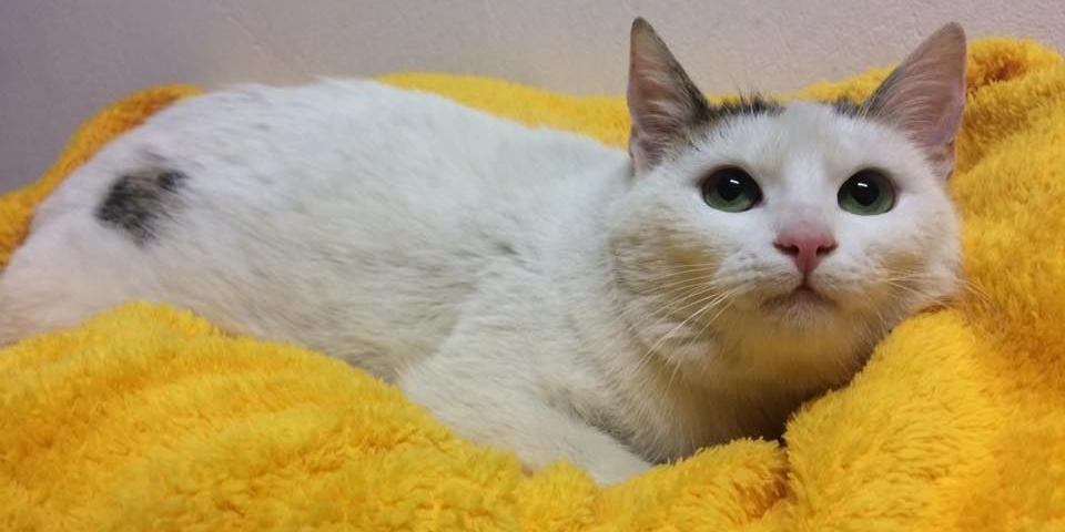 Kicia do adopcji