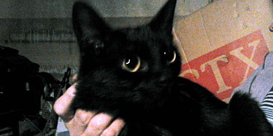 Trzy kociaki do oddania