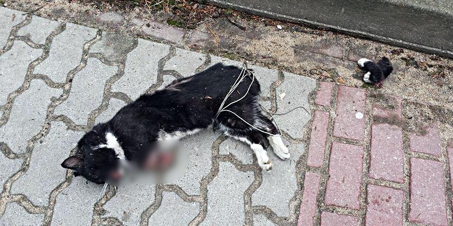 Siedlce: [Uwaga! Drastyczne zdjęcie] Zwyrodnialec okaleczył i zamordował kota