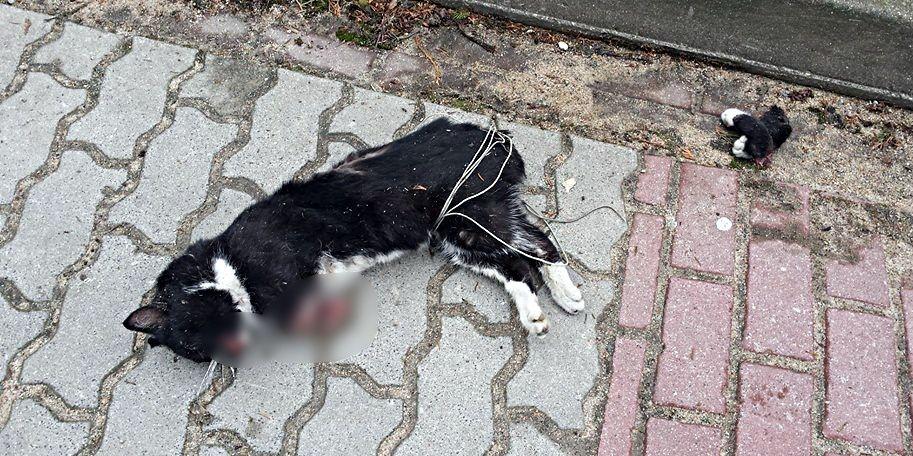 Podejrzany obwinia policję! Zarzuty za zabicie Nuna