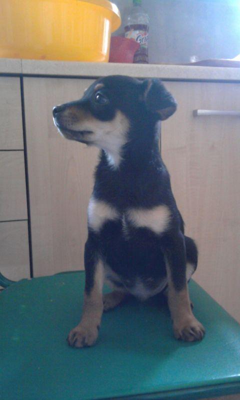 Maluszek do adopcji