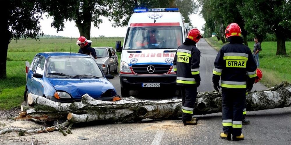 Drzewo przed samochodem (foto)