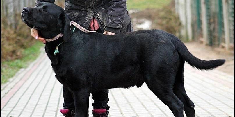 Kto chce labradora?