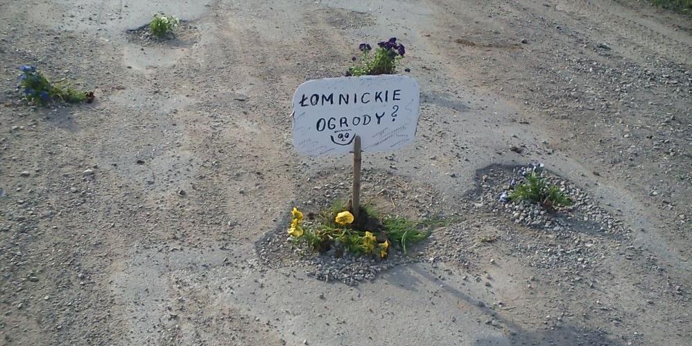 Kwiatki wyrosły na drodze