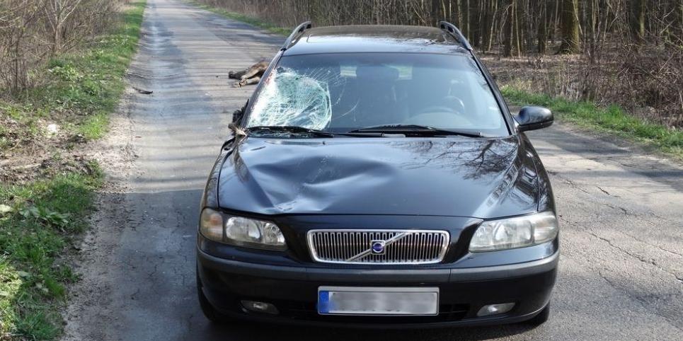 Wypadek z łosiem