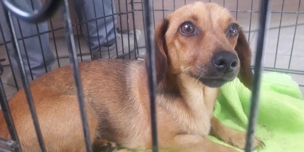 Pieski do adopcji